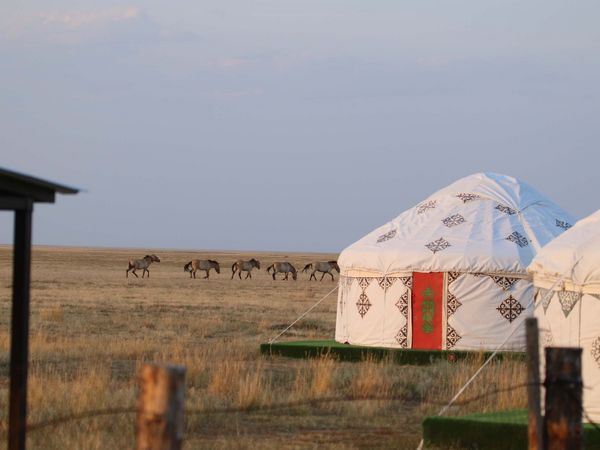 Wiederansiedlungsstation für Przewalskipferde in Alibi in Kasachstan