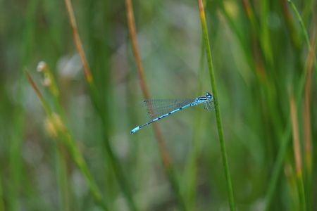 Gabel-Azurjungfer Libelle 