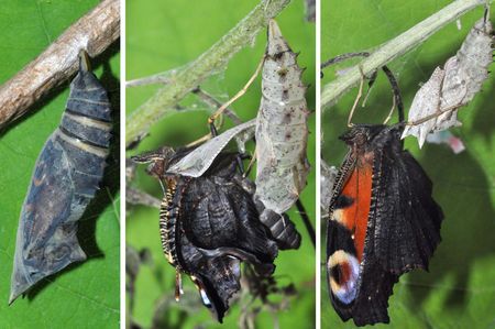 Tagpfauenauge (Aglais io) schlüpft aus Puppe