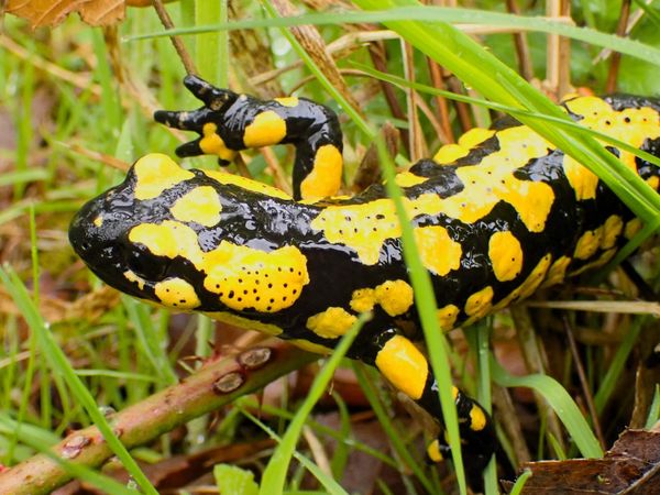 Gelb schwarz gemusterter Feuersalamander auf Wiese