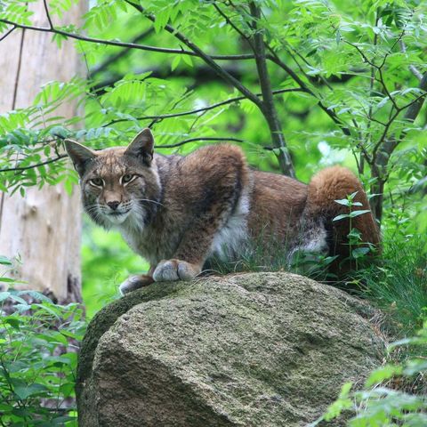 Ein Luchs schleicht durch das Gebüsch. 