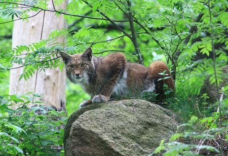 Ein Luchs schleicht durch das Gebüsch. 