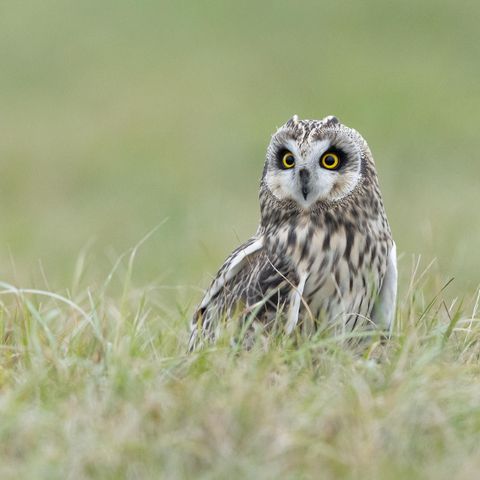 Eine Sumpfohreule steht in hohem Gras