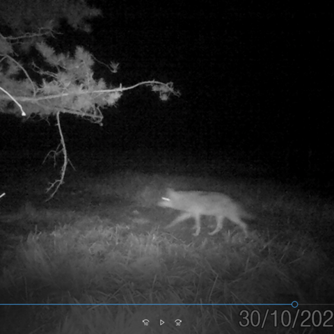 Fotofallenaufnahme eines Wolfs, der durch die Landschaft schleicht