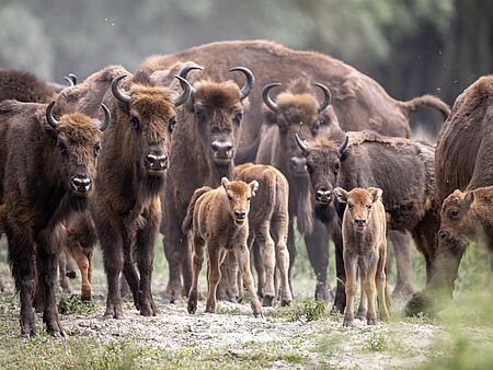 Wisentherde in der Döberitzer Heide