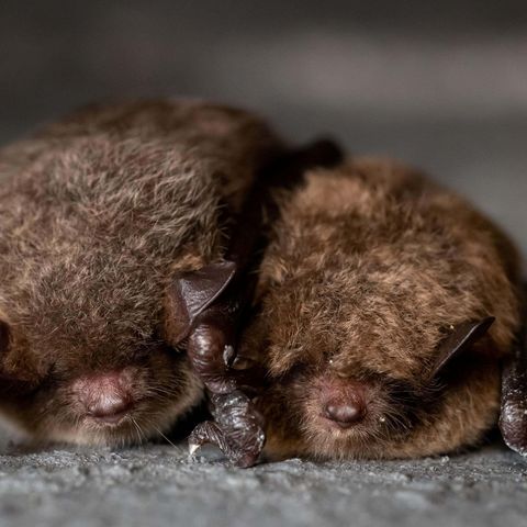 zwei Wasserfledermäuse aneinander gekuschelt im Bunker in der Döberitzer Heide