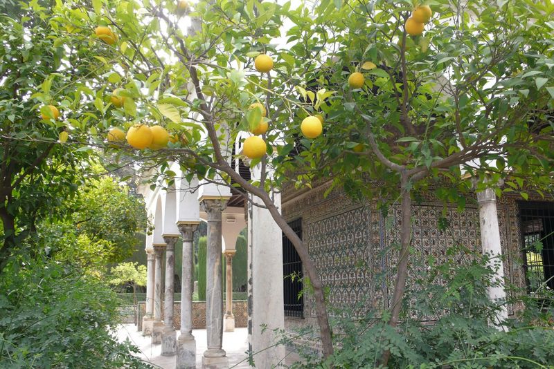 Orangen hängen an einem Baum vor einem weißen andalusischen Gebäude