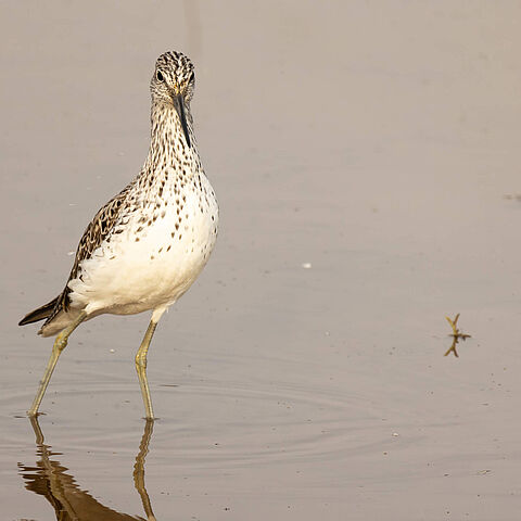 Grünschenkel-Vogel steht im Feuchtgebiet