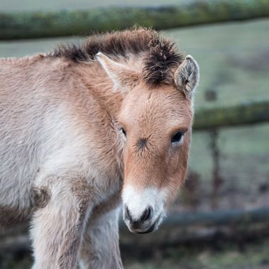 Przewalski-Pferd in der Döberitzer Heide. Foto: T. Marotzke