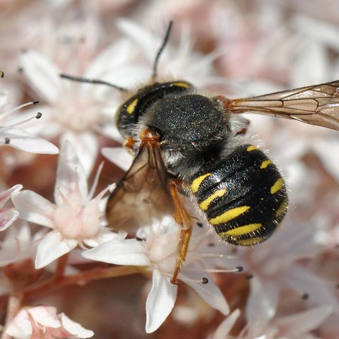 Spalten-Wolbiene auf rosafarbenen Blütenblättern