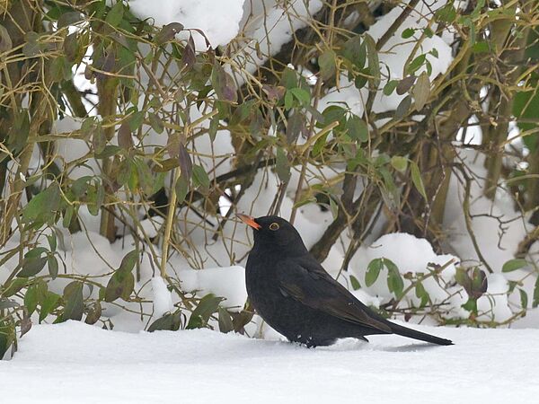 Amsel vor einer Hecke auf dem Schnee