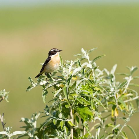 Braunkehlchen auf einer Sitzwarte