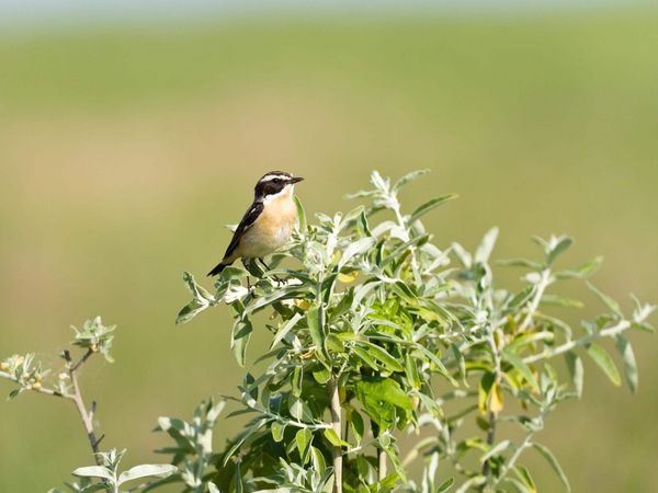 Braunkehlchen auf einer Sitzwarte