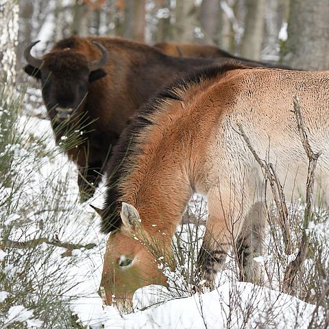 Przewalski-Pferd fressend im Vordergrund, Wisent im Hintergrund