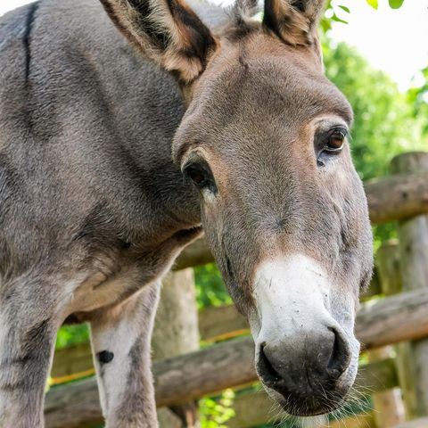 Hofesel auf Gut Herbigshagen