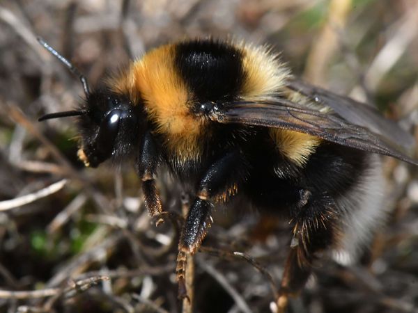 Heidehummel Bombus jonellus