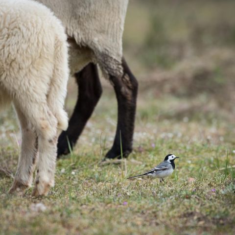 Bachstelze zwischen Schaf- und Ziegenbeinen