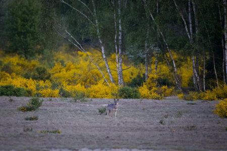 Ein Wolf in der Kernzone der Döberitzer Heide