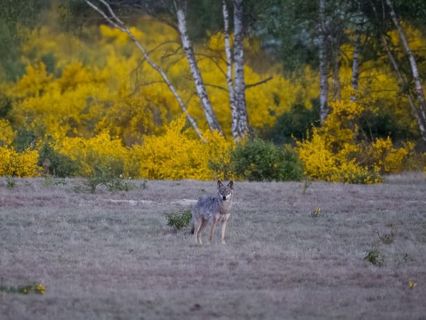 Ein Wolf in der Kernzone der Döberitzer Heide