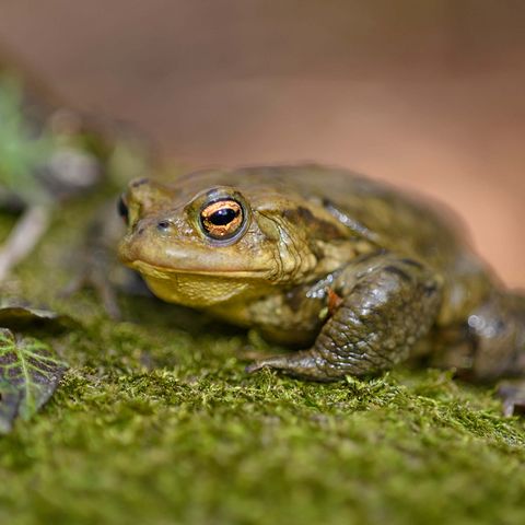 Erdkröte im Lebensraum Wald auf der Frühjahrswanderung