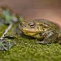 Erdkröte im Lebensraum Wald auf der Frühjahrswanderung