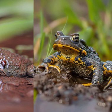 Besonders charakteristisch für Unken sind ihre herzförmigen Pupillen (l.). Im KI-Bild (r.) sind daraus ovale Frosch-Pupillen geworden.