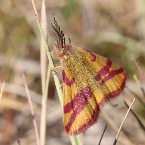 Ampfer-Purpurspanner in der Döberitzer Heide