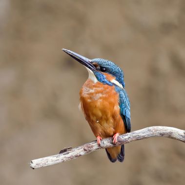 Eisvogel auf einem Ast sitzend