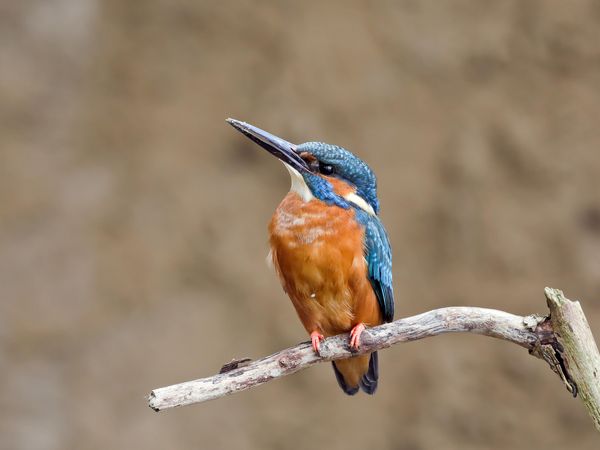 Eisvogel auf einem Ast sitzend