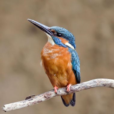 Eisvogel auf einem Ast sitzend