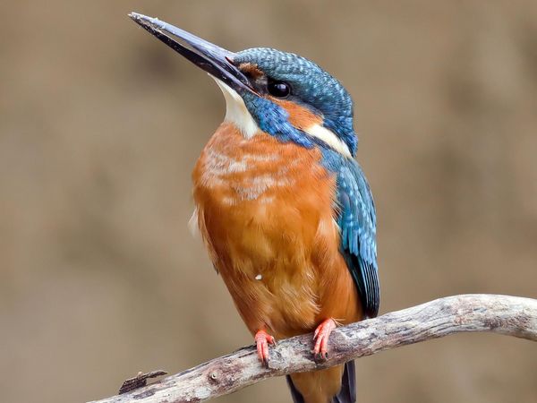 Eisvogel auf einem Ast sitzend