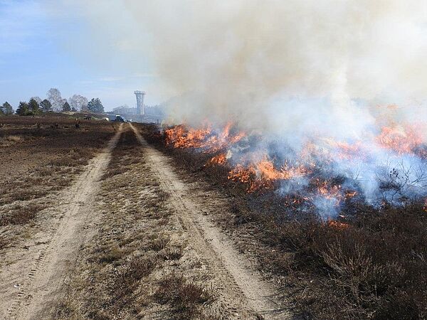Landschaftspflege durch kontrollierte Brände verjüngt die Heidebestände.