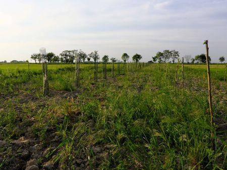 Agroforstfläche des BUND Dresden