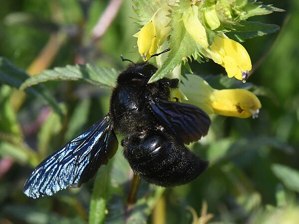 Dicker Brummer: Blauschwarze Holzbiene in der Döberitzer Heide