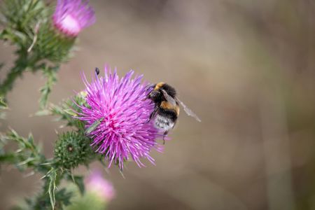 Hummel auf pinker Blüte