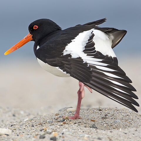 Austernfischer auf Sand