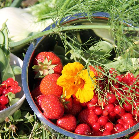 Schale mit Erdbeeren, Fenchel und Blümchen aus der Ernte Überlinger Weltackers