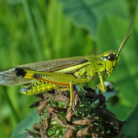 Große Sumpfschrecke Stethophyma grossum