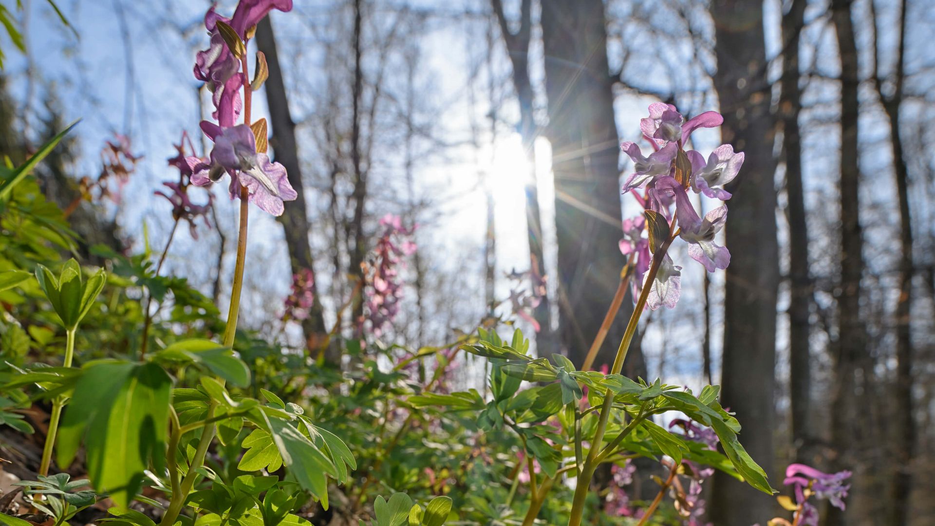 Hohler Lerchensporn in Weißenstein