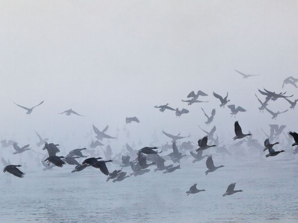 Gänse fliegen über den Schlabendorfer See in Sielmanns Naturlandschaft Wanninchen.