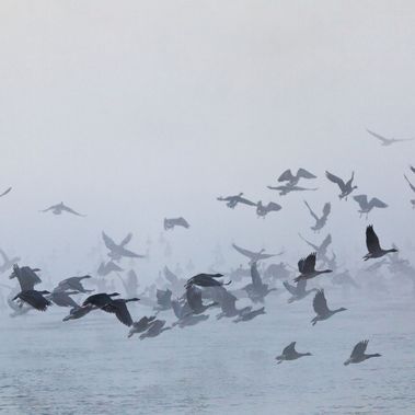 Gänse fliegen über den Schlabendorfer See in Sielmanns Naturlandschaft Wanninchen.