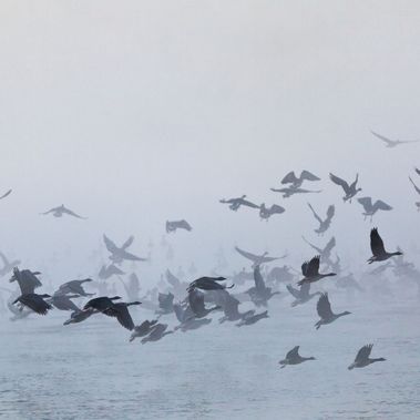 Gänse fliegen über den Schlabendorfer See in Sielmanns Naturlandschaft Wanninchen.