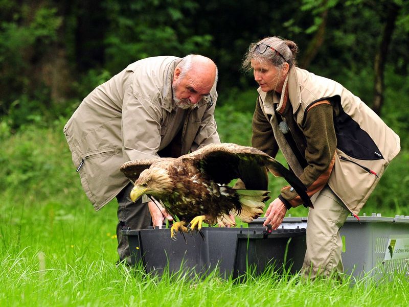 EIn Seeadler steigt aus einem Behälter, den ein Mann und eine Frau offen halten.