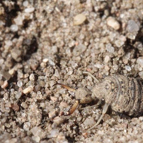 Ein Ameisenlöwe, eine sandfarbene etwa einen Zentimeter große Larve eines Insekts mit großem runden Hinterleib, winzigem kleinen Kopf, aber großen zangenartigen Mundwerkzeugen, sitzt im absolut gleich gefärbten Sand.