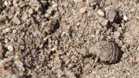 Ein Ameisenlöwe, eine sandfarbene etwa einen Zentimeter große Larve eines Insekts mit großem runden Hinterleib, winzigem kleinen Kopf, aber großen zangenartigen Mundwerkzeugen, sitzt im absolut gleich gefärbten Sand.