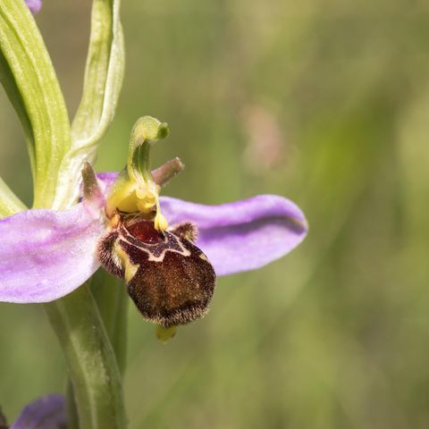 Bienenragwurz