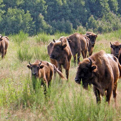 Wisentherde im Gras vor einem Birkenwald