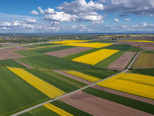 Agrarlandschaft bestehend aus vielen Feldern