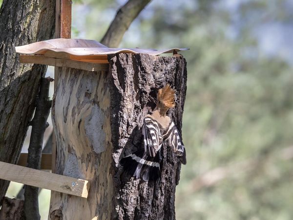 Wiedehopf beim Füttern der Jungvögel an künstlichem Nistkasten