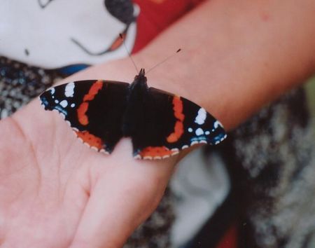 Schwarz orangfarbener Schmetterling auf der Hand